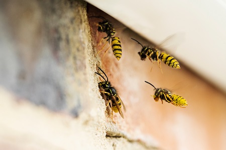 wasp removal fort worth