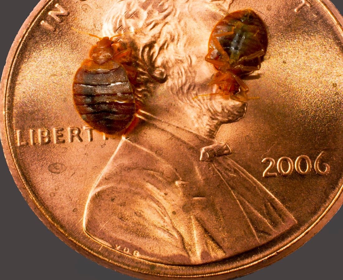 How Much Does Bed Bug Pest Control Cost? Buzz Kill Pest Control