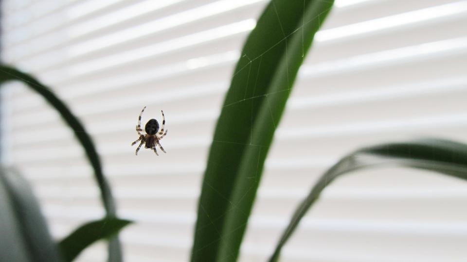 Everything Dallas Homeowners Ought To Know About Dangerous Spiders