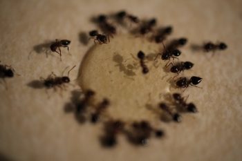 Ant Control Fort Worth TX