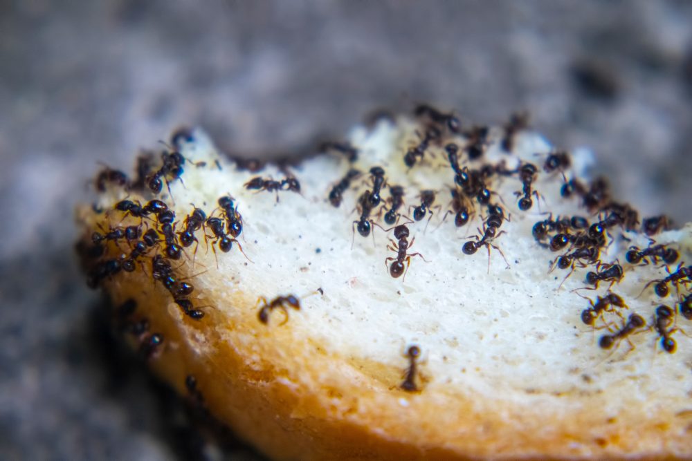 Steps to Prevent An Ant Infestation In Your Home | Buzz Kill Pest Control