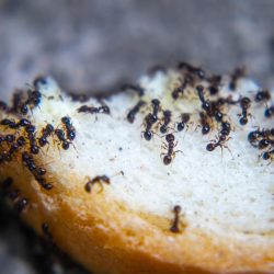 Ant Control Fort Worth TX