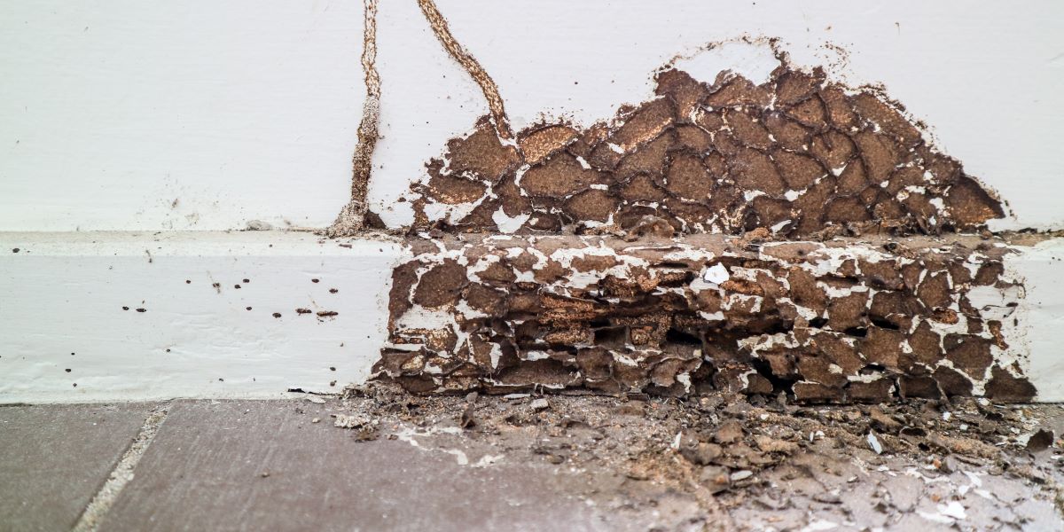 Termite Control Dallas TX Buzz Kill Pest Control