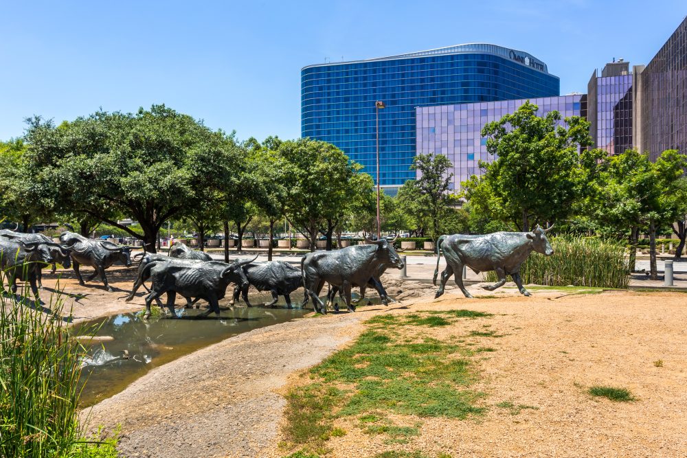 Unique Group Sculpture Of Longhorn Cattle Herd And A Cowboy In Pioneer Plaza. Omni Hotel On The Background. Dallas, Texas