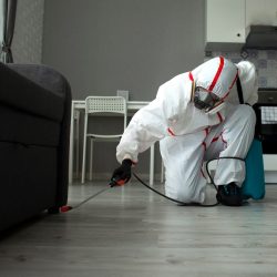Pest Control in Fort Worth TX