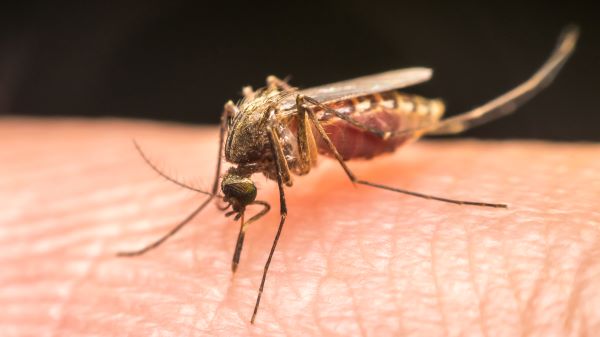 Mosquito Control In Fort Worth