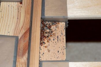 Bed Bug Exterminator Near Me Fort Worth TX
