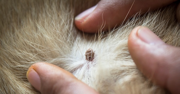 Flea Exterminator Fort Worth TX