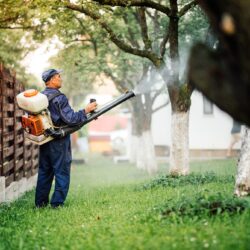 Pest Control Dallas TX