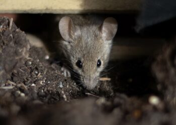 Preventing Rodents From Entering Through Garage Doors And Windows TX