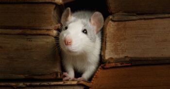 Rat Exterminator Dallas TX