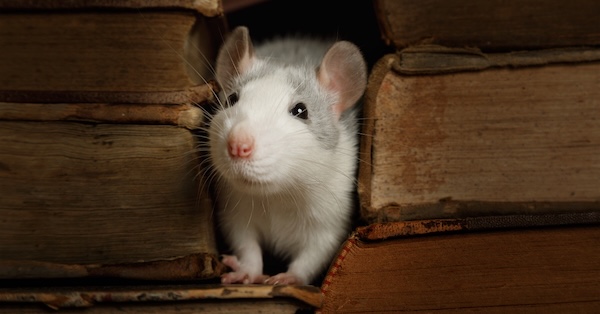 Rat Exterminator Dallas TX