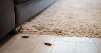 Roach Exterminator Fort Worth TX
