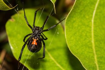 Spider Pest Control Near Me Fort Worth TX