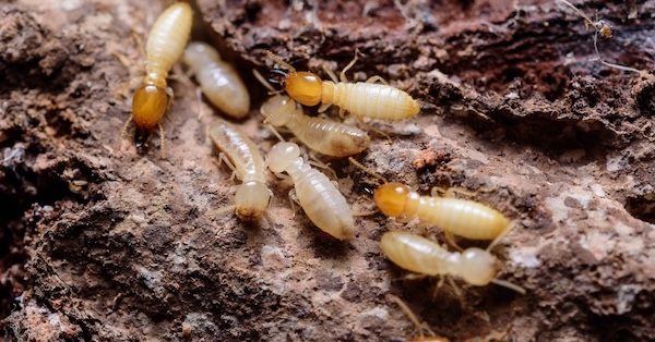 Termite Control North Richland Hills TX