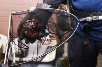 Wasp Removal Near Me North Richland Hills TX