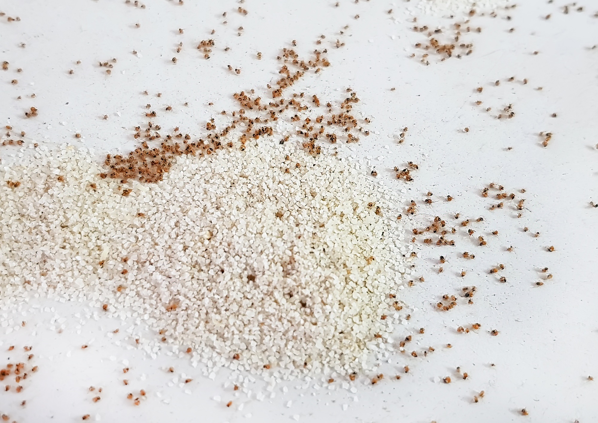 Ant Control Southlake TX