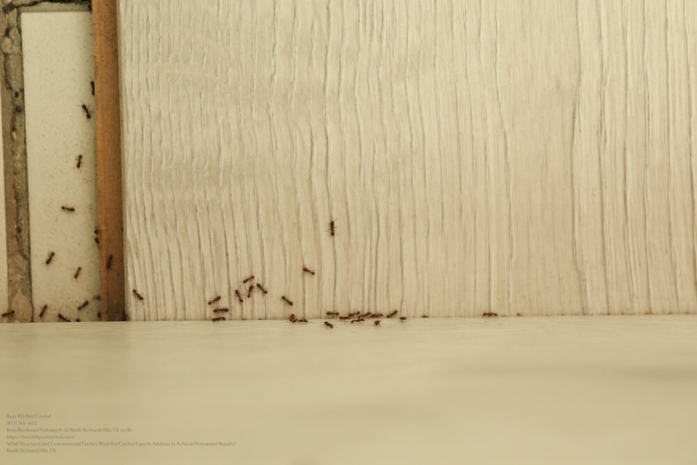 Ant Control near me Southlake TX