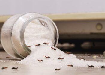 How Ants Find Their Way Into Kitchens And Pantries TX