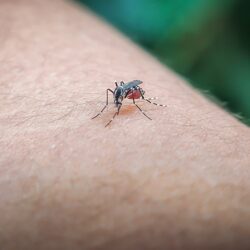 Mosquito Control Southlake TX