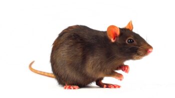 Pest Control Fort Worth TX