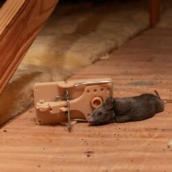 Rat Exterminator Dallas TX