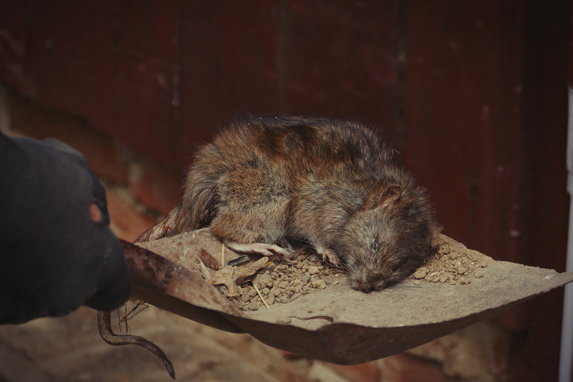 Rat Exterminator Fort Worth TX Rat Exterminator Fort Worth TX