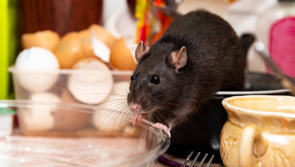 How Does a Rat Exterminator Use Forensic Evidence to Trace Nesting ...