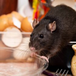 Rat Exterminator North Richland Hills TX