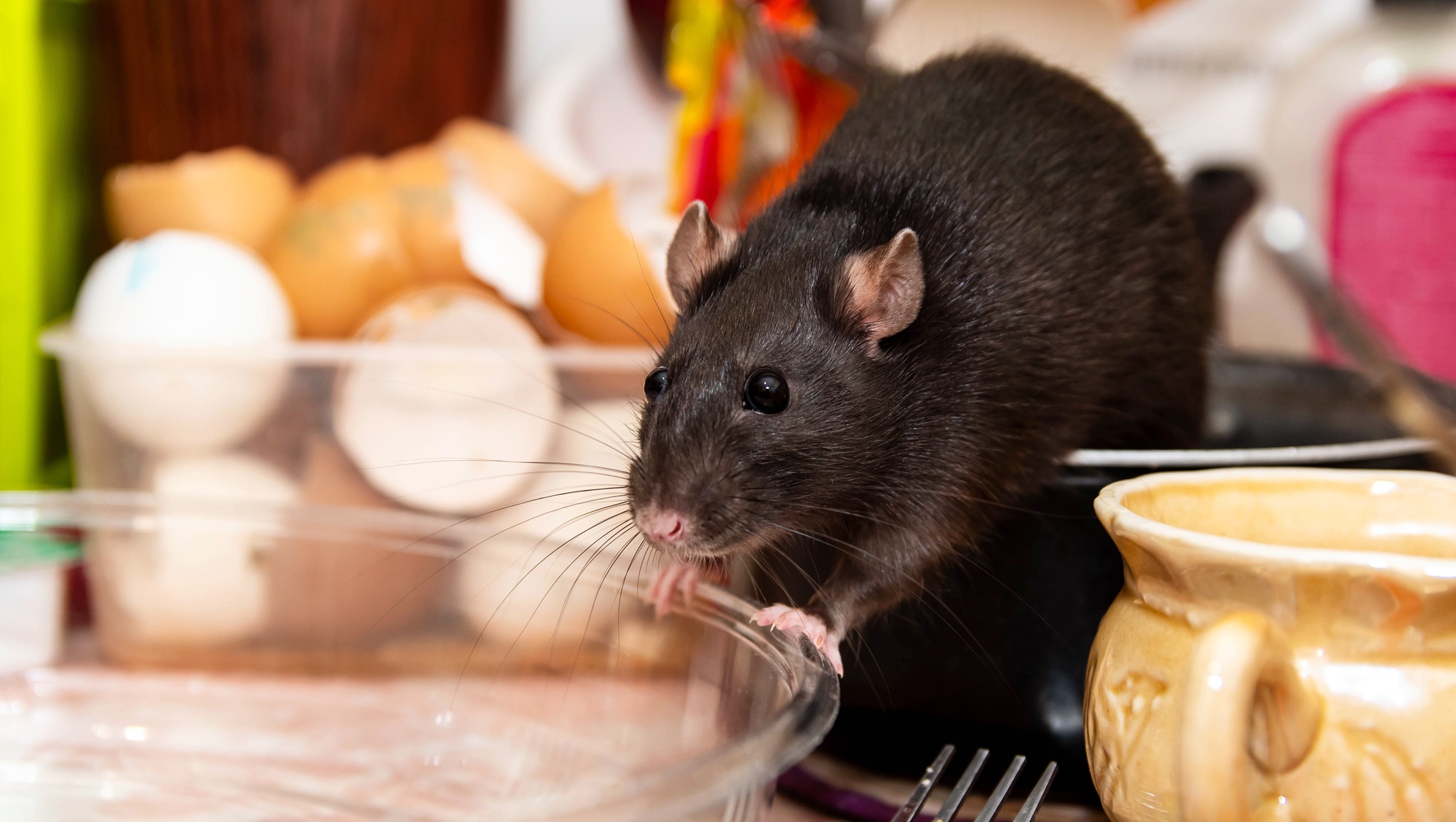 Rat Exterminator North Richland Hills TX