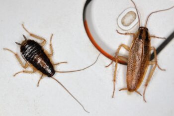 Roach Exterminator Dallas TX