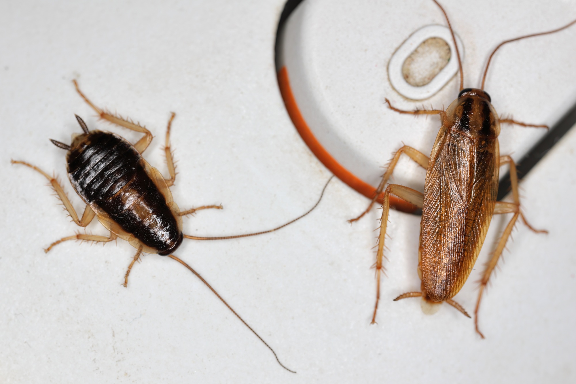 Roach Exterminator Dallas TX Roach Exterminator Dallas TX
