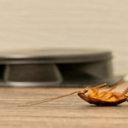 Roach Exterminator Fort Worth TX