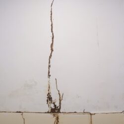 Termite Control Fort Worth TX