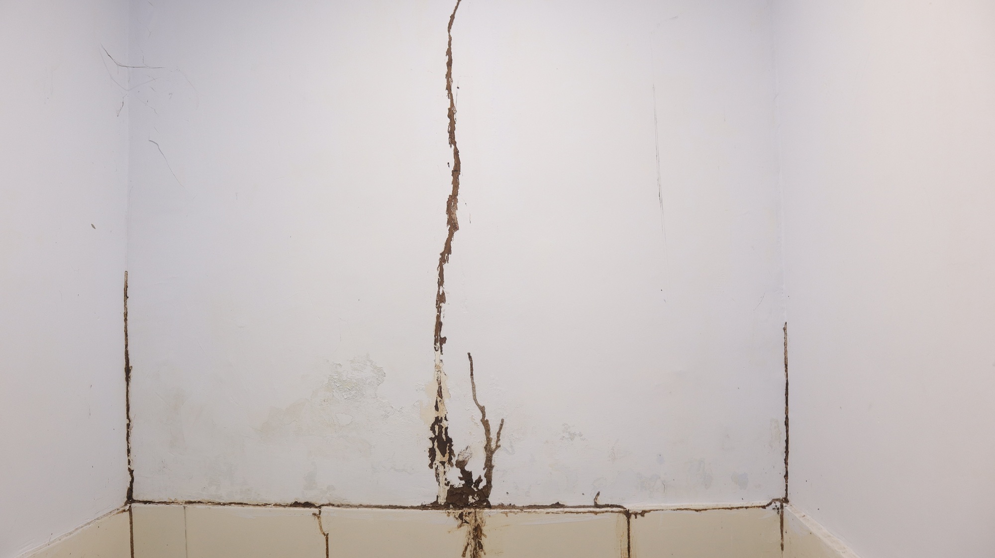 Termite Control Fort Worth TX Termite Control Fort Worth TX