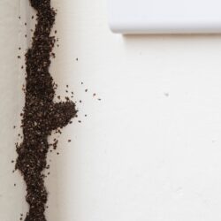 Termite Control North Richland Hills TX