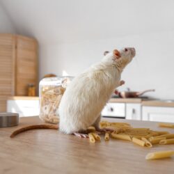 Pest Control Company North Richland Hills TX