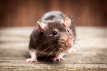 Rat Exterminator North Richland Hills TX