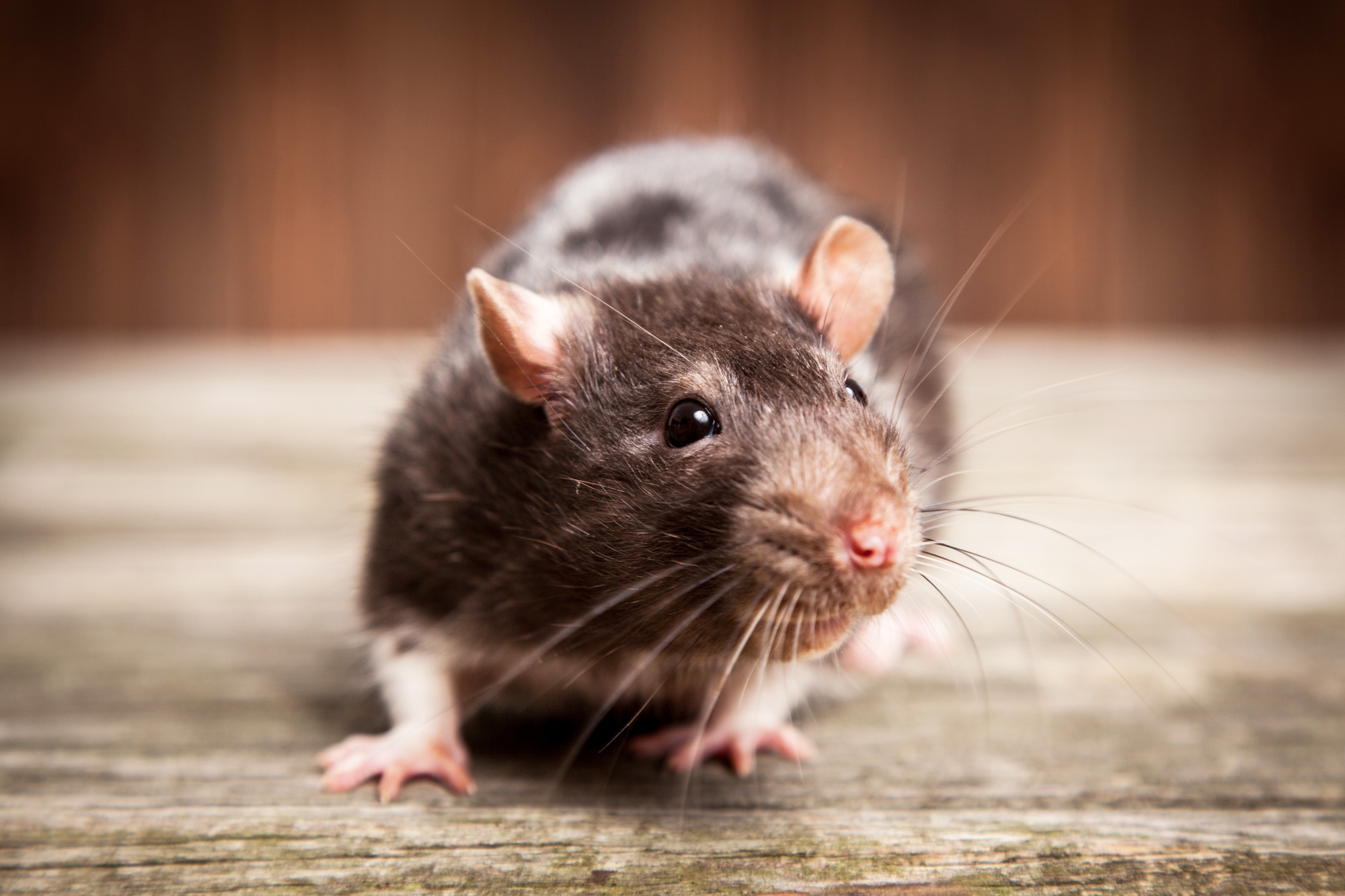 Rat Exterminator North Richland Hills TX