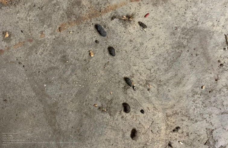 Rat Exterminator near me Dallas TX