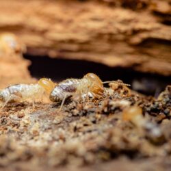 Termite Control Dallas TX Termite Control Dallas TX