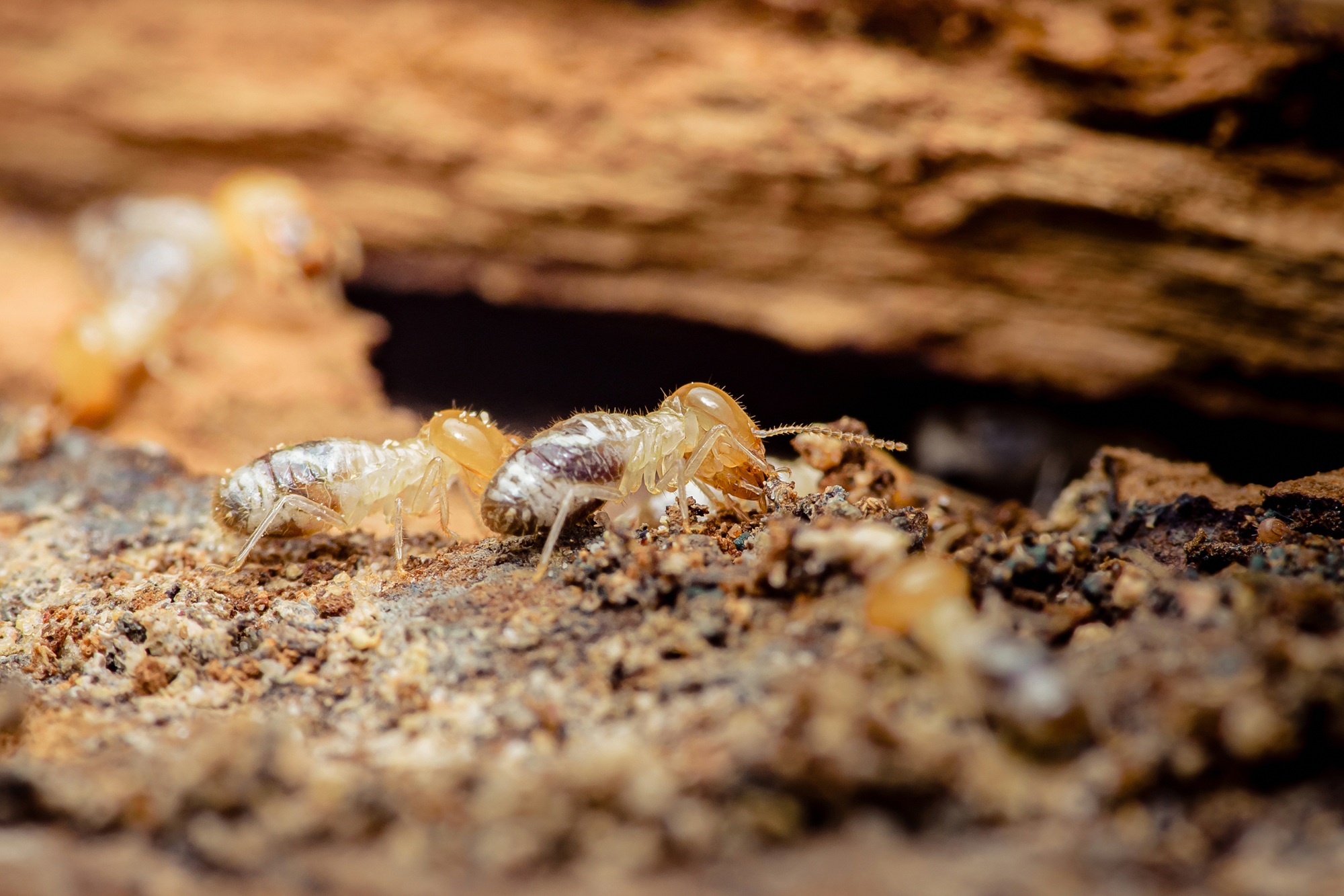 Termite Control Dallas TX