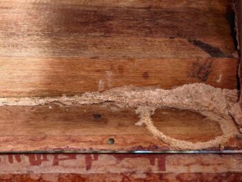Termite Control Fort Worth TX
