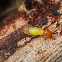 Termite Control North Richland Hills TX Termite Control North Richland Hills TX