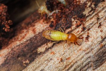 Termite Control North Richland Hills TX