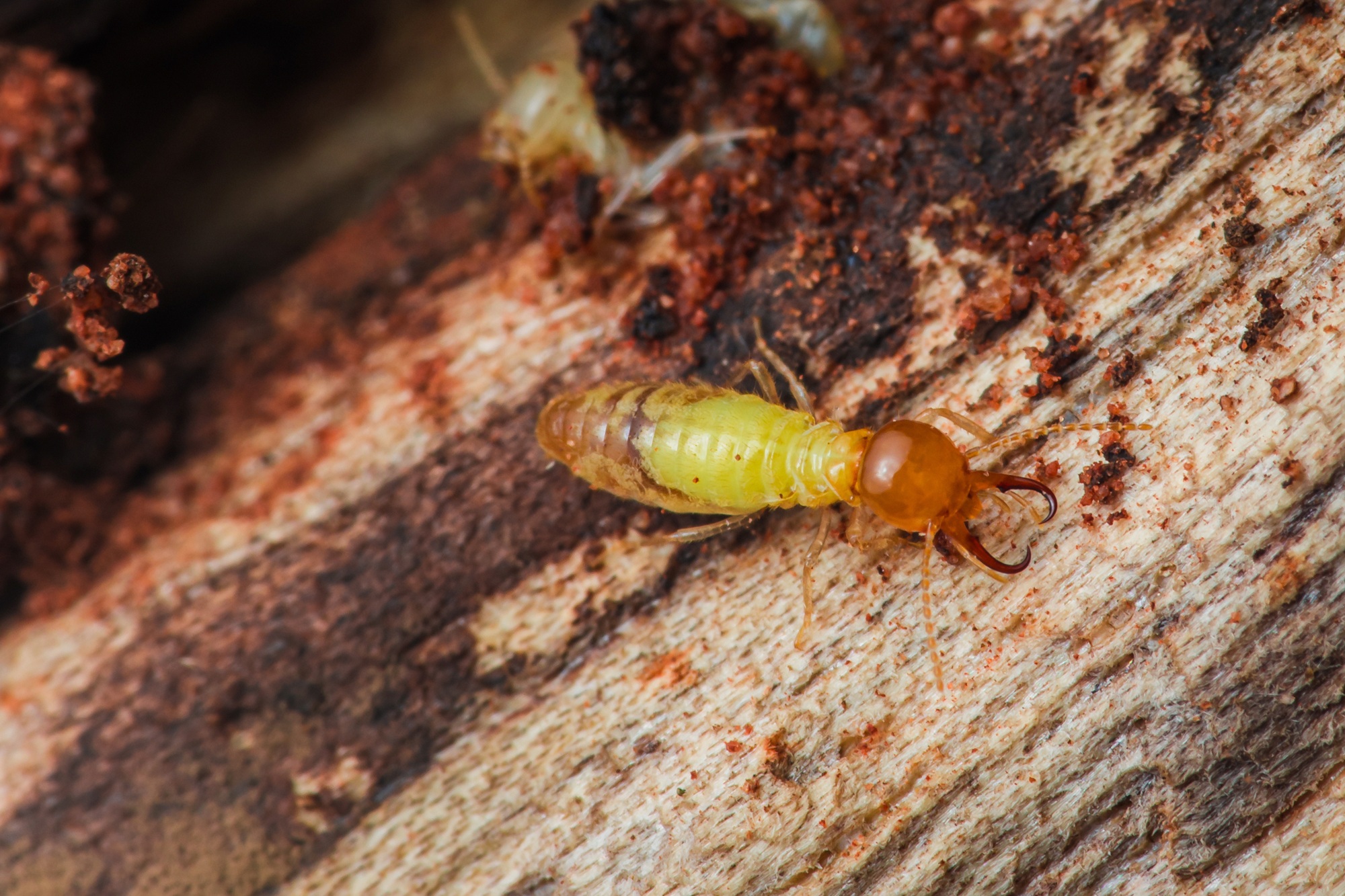 Termite Control North Richland Hills TX Termite Control North Richland Hills TX