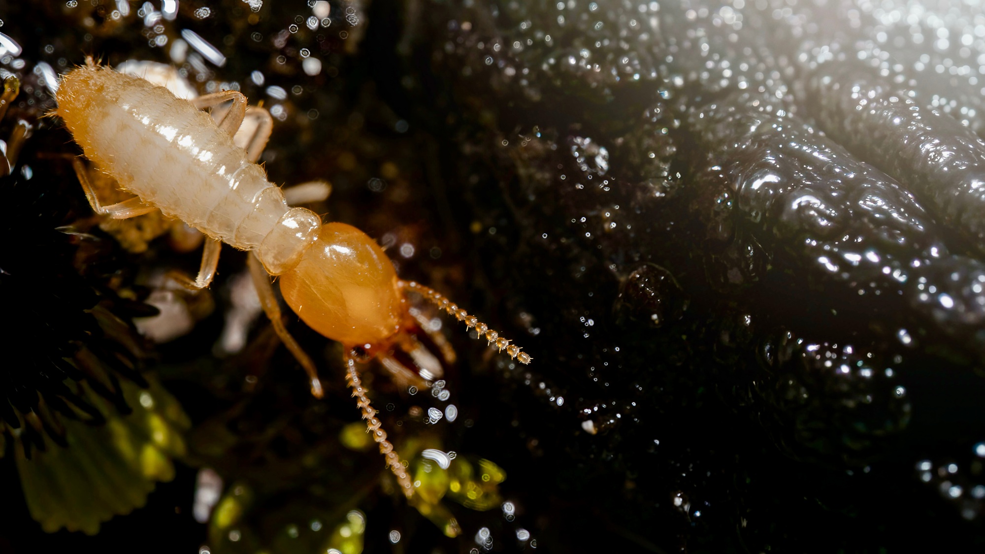 Termite Control Dallas TX