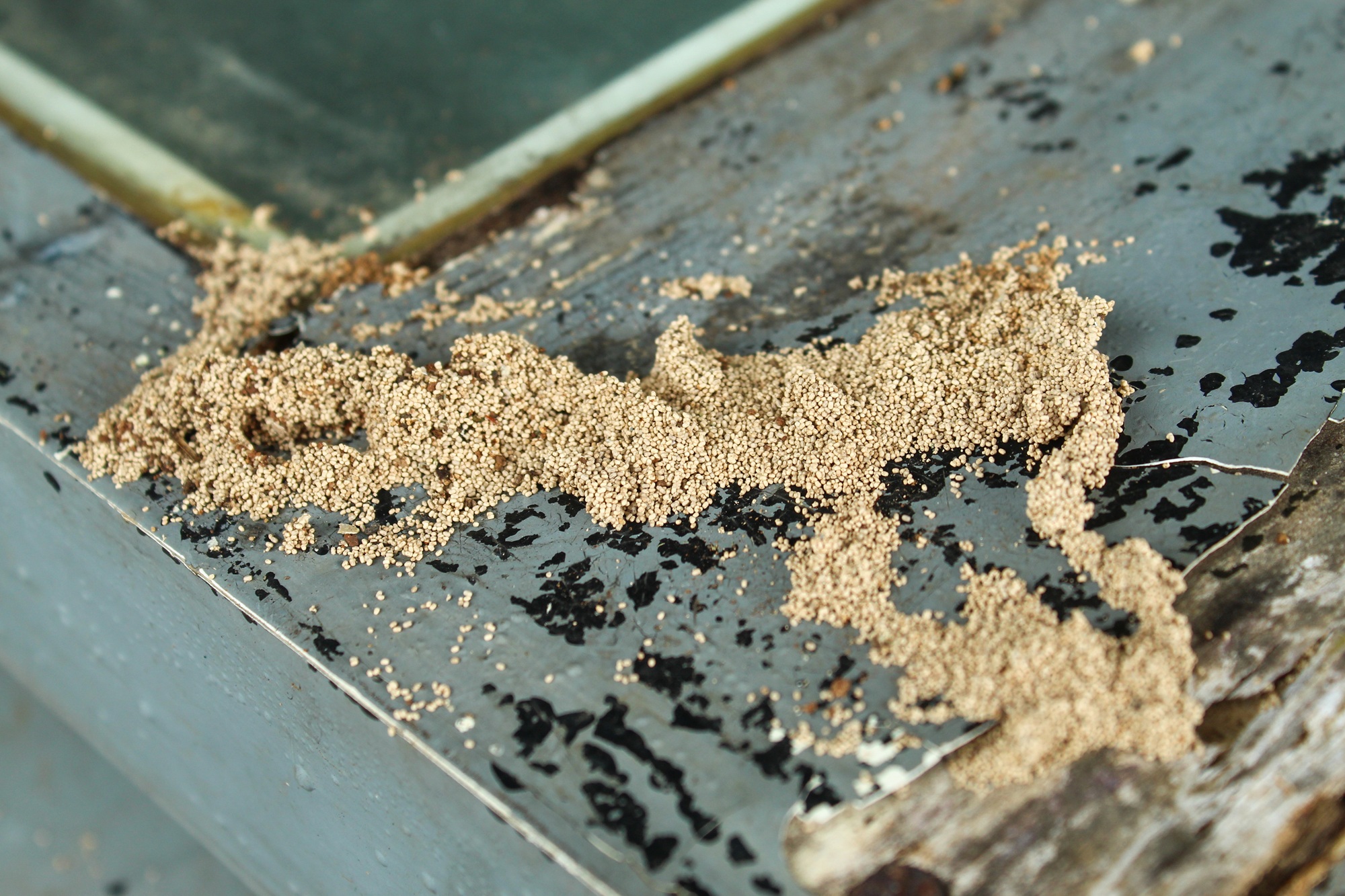 Termite Control Fort Worth TX