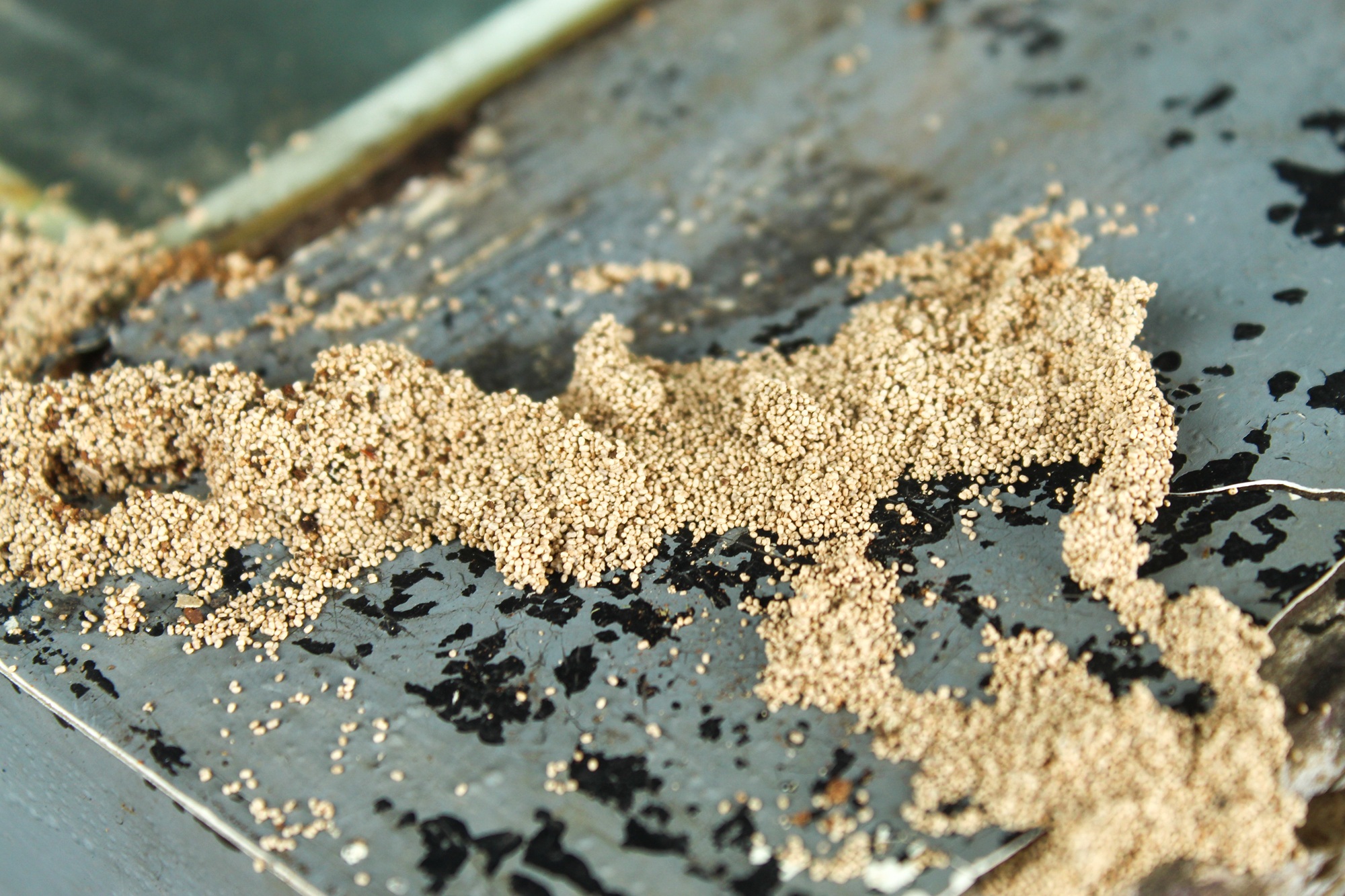 Termite Control North Richland Hills TX