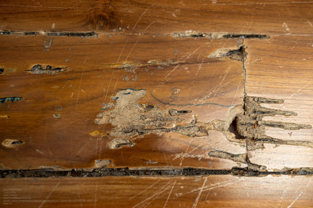 Termite Control near me Dallas TX